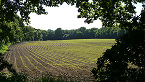 Farming in the Low Weald