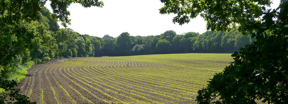 park farm fields